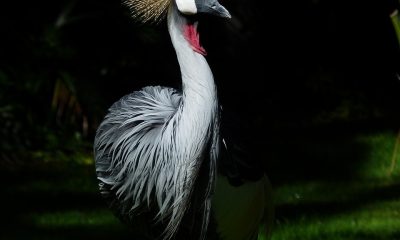 grey crowned crane, bird, animal, crane, african crowned crane, golden crested crane, golden-crowned crane, east african crane, east african crowned crane, eastern crowned crane, south african crane, balearica regulorum, gruidae, wildlife, feathers, plumage, fauna, wilderness, nature, birdwatching, portrait, bird, crane, crane, crane, crane, crane