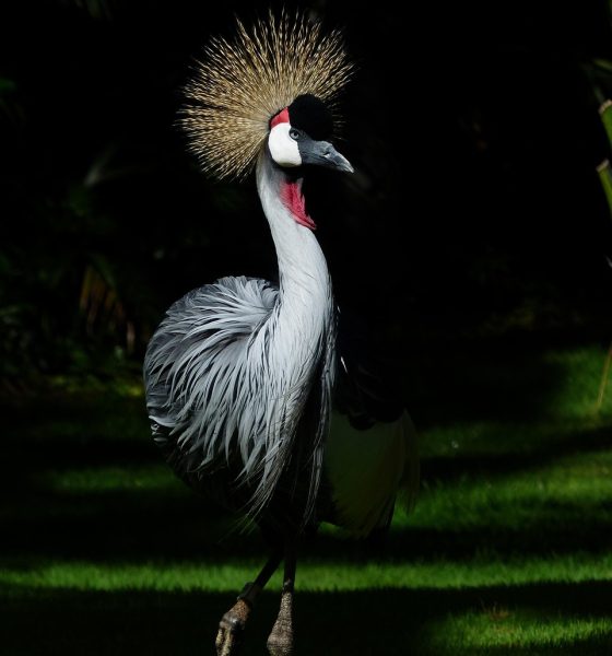 grey crowned crane, bird, animal, crane, african crowned crane, golden crested crane, golden-crowned crane, east african crane, east african crowned crane, eastern crowned crane, south african crane, balearica regulorum, gruidae, wildlife, feathers, plumage, fauna, wilderness, nature, birdwatching, portrait, bird, crane, crane, crane, crane, crane