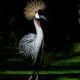 grey crowned crane, bird, animal, crane, african crowned crane, golden crested crane, golden-crowned crane, east african crane, east african crowned crane, eastern crowned crane, south african crane, balearica regulorum, gruidae, wildlife, feathers, plumage, fauna, wilderness, nature, birdwatching, portrait, bird, crane, crane, crane, crane, crane