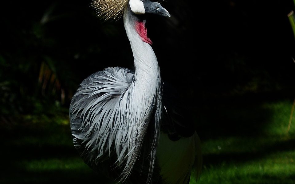 grey crowned crane, bird, animal, crane, african crowned crane, golden crested crane, golden-crowned crane, east african crane, east african crowned crane, eastern crowned crane, south african crane, balearica regulorum, gruidae, wildlife, feathers, plumage, fauna, wilderness, nature, birdwatching, portrait, bird, crane, crane, crane, crane, crane