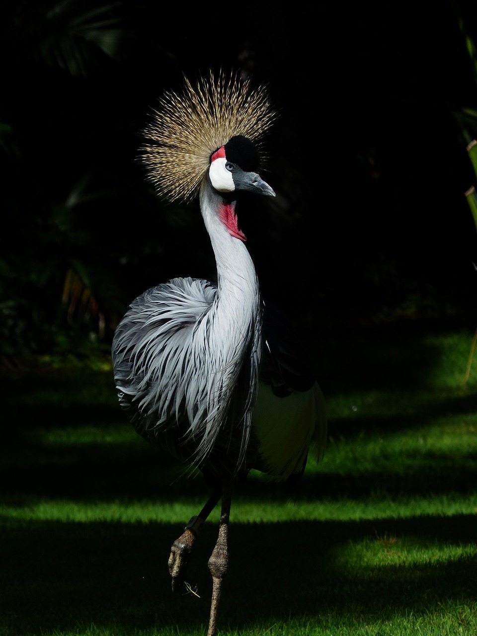 grey crowned crane, bird, animal, crane, african crowned crane, golden crested crane, golden-crowned crane, east african crane, east african crowned crane, eastern crowned crane, south african crane, balearica regulorum, gruidae, wildlife, feathers, plumage, fauna, wilderness, nature, birdwatching, portrait, bird, crane, crane, crane, crane, crane