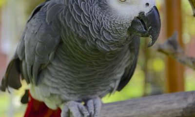 parrot, african grey, african gray parrot, gray, bird, nature, domestic animal, african, beak, exotic