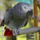 parrot, african grey, african gray parrot, gray, bird, nature, domestic animal, african, beak, exotic
