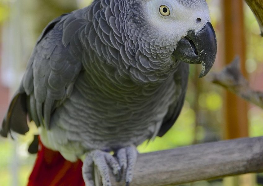 parrot, african grey, african gray parrot, gray, bird, nature, domestic animal, african, beak, exotic