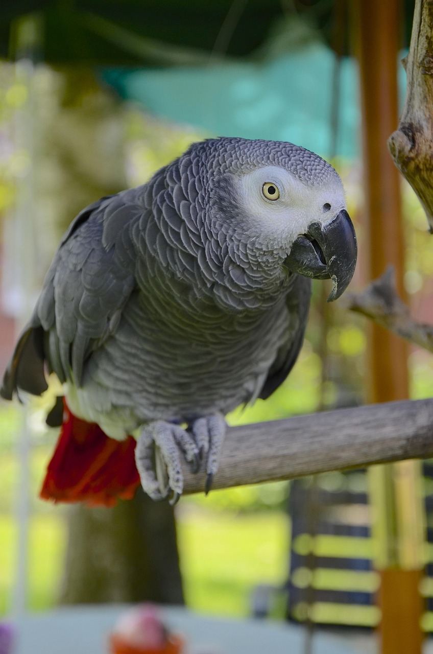 parrot, african grey, african gray parrot, gray, bird, nature, domestic animal, african, beak, exotic