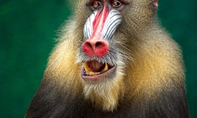 ape, mandrill, africa, baboon, animal, wildlife, botswana, safari, south africa, nature, mammal, primate