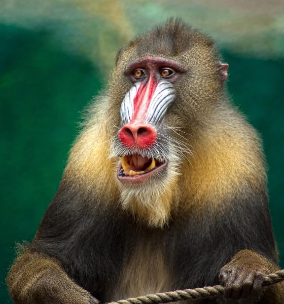 ape, mandrill, africa, baboon, animal, wildlife, botswana, safari, south africa, nature, mammal, primate