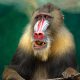 ape, mandrill, africa, baboon, animal, wildlife, botswana, safari, south africa, nature, mammal, primate