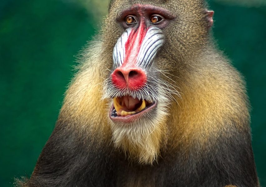 ape, mandrill, africa, baboon, animal, wildlife, botswana, safari, south africa, nature, mammal, primate