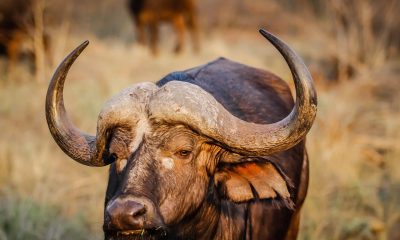 african buffalo, animal, wildlife, cape buffalo, nature, mammal, bull, bovine, horns, head, closeup, portrait