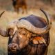 african buffalo, animal, wildlife, cape buffalo, nature, mammal, bull, bovine, horns, head, closeup, portrait