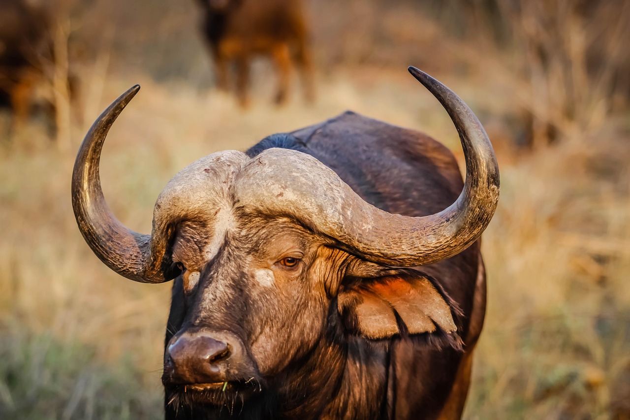 african buffalo, animal, wildlife, cape buffalo, nature, mammal, bull, bovine, horns, head, closeup, portrait