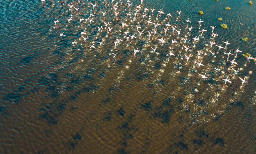 A breathtaking aerial shot of flamingos wading in the wetlands of Kayseri, Türkiye.