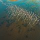 A breathtaking aerial shot of flamingos wading in the wetlands of Kayseri, Türkiye.