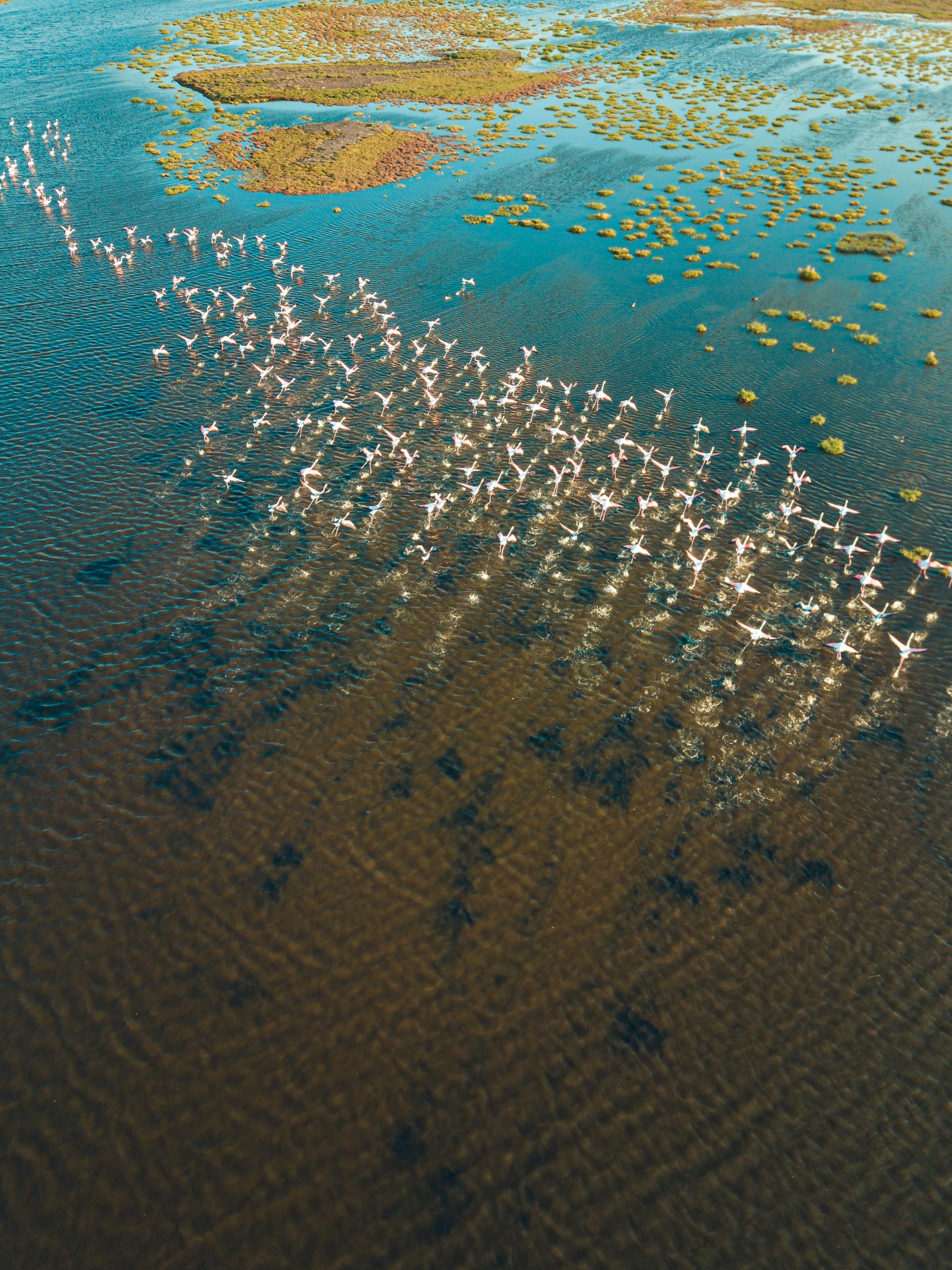 A breathtaking aerial shot of flamingos wading in the wetlands of Kayseri, Türkiye.