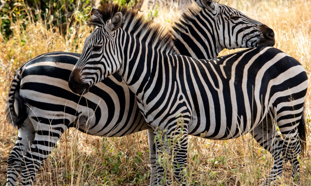 Two zebras grazing in the African savanna showcasing their striking stripes.