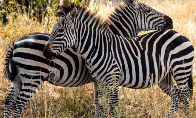 Two zebras grazing in the African savanna showcasing their striking stripes.