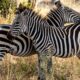 Two zebras grazing in the African savanna showcasing their striking stripes.