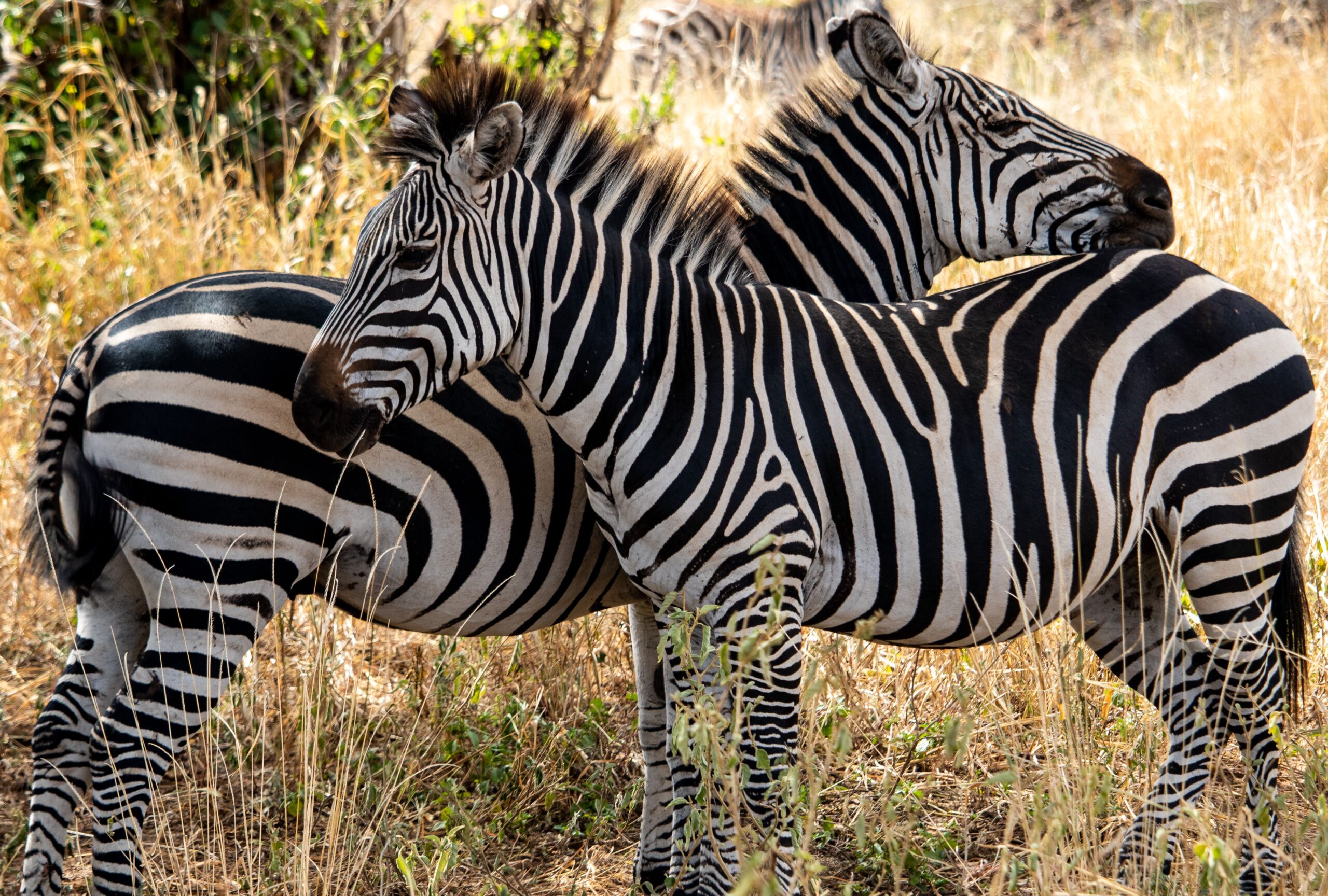 Two zebras grazing in the African savanna showcasing their striking stripes.